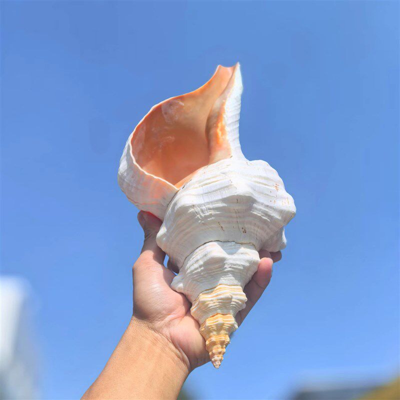 超大海螺贝壳天王赤旋螺公螺号角收藏礼品摆件装饰可吹响螺号拍照