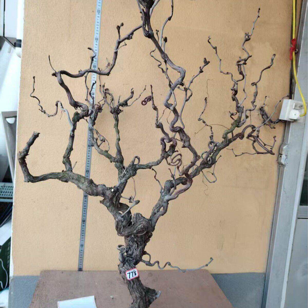 龙枣枝插花藤蔓树枝天然枯藤藤条软装装饰藤造型造景龙枣干枝树