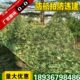 防航拍海蓝伪装 网绿色网山体绿化网遮光网遮挡防伪网户外遮阳网布