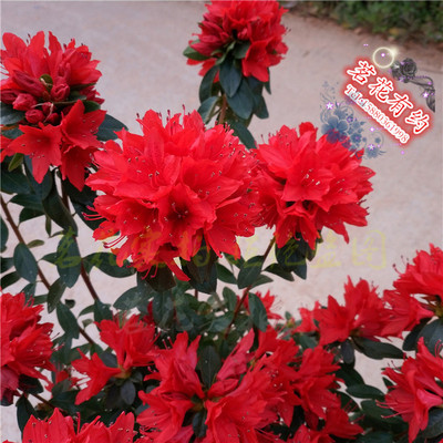 火烈鸟杜鹃花 盆栽东鹃久留米系杜鹃 耐寒耐热 庭院窗台绿植花卉