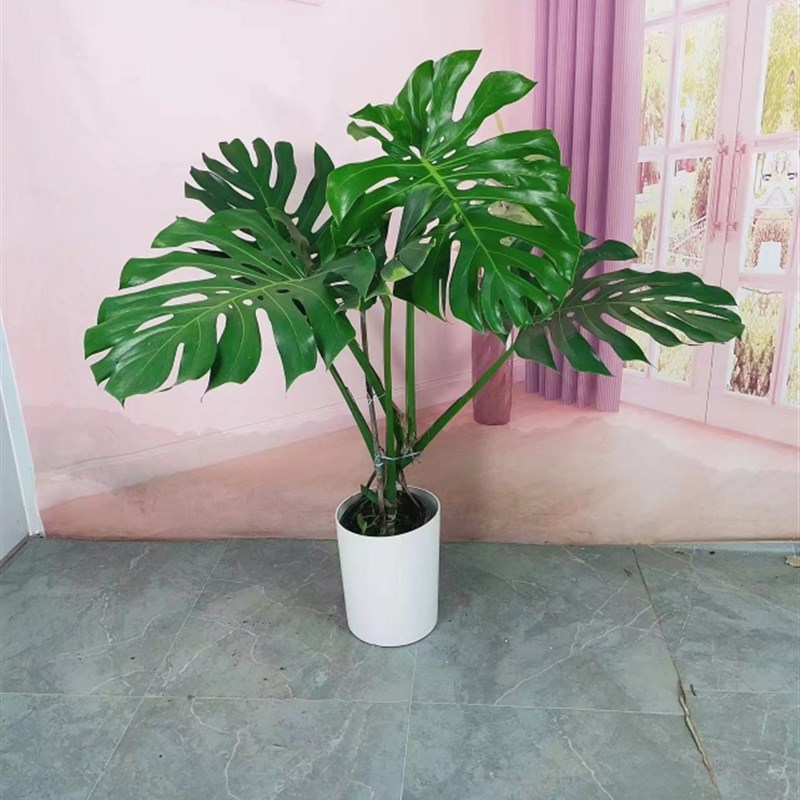 老桩龟背芋大叶开背龟背芋室内好养绿植盆栽基地直发