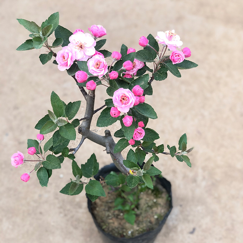 海棠花盆栽带花苞树苗老桩盆景庭院好养四季易活植物室内花卉绿植
