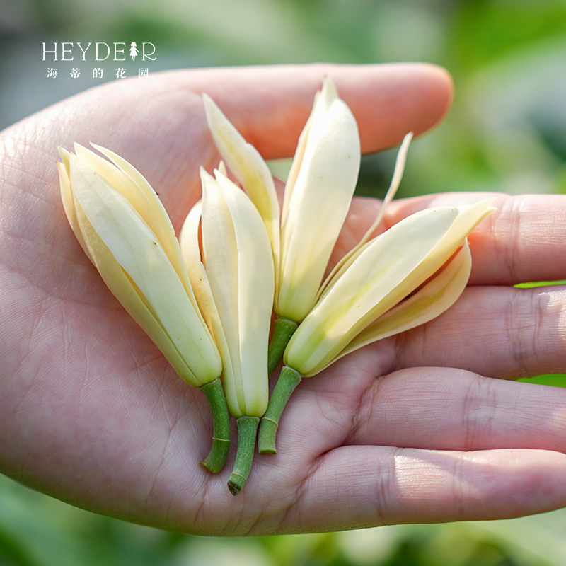 海蒂的花园黄葛兰黄角兰白兰花四川本土植物耐热香味花卉树苗盆栽
