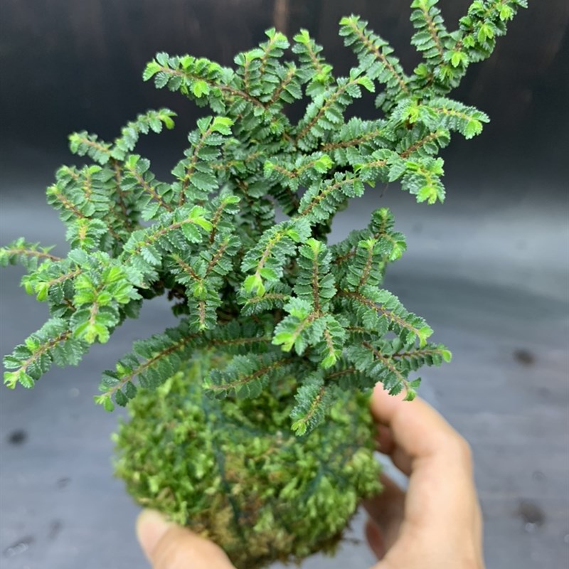 苔藓球芝麻榆树苗迷你品种小榆树盆景八方榆室内阳台好养盆栽