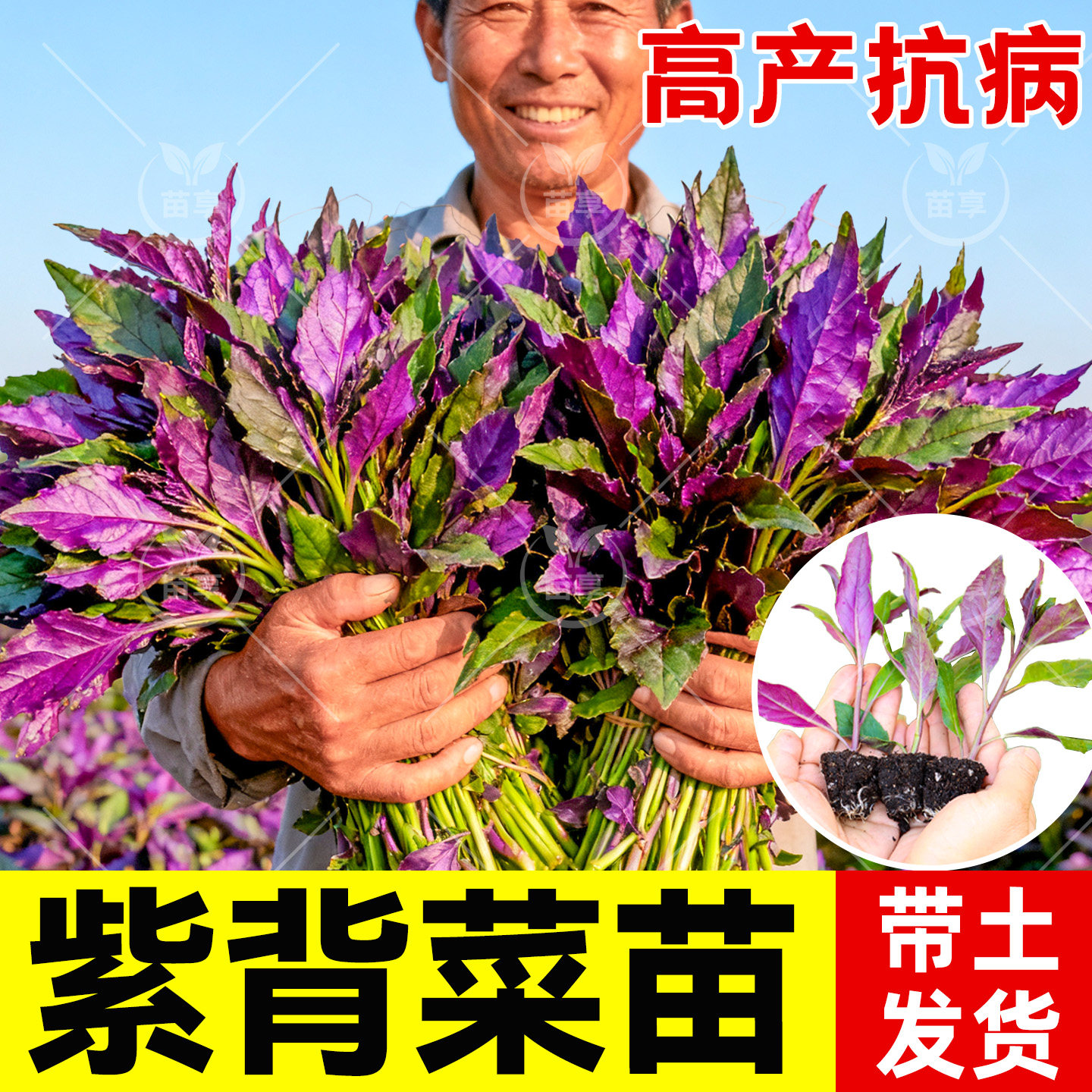 补血紫背天葵苗秧苗紫贝菜苗天然补血菜四川观音菜苗秋冬蔬菜苗
