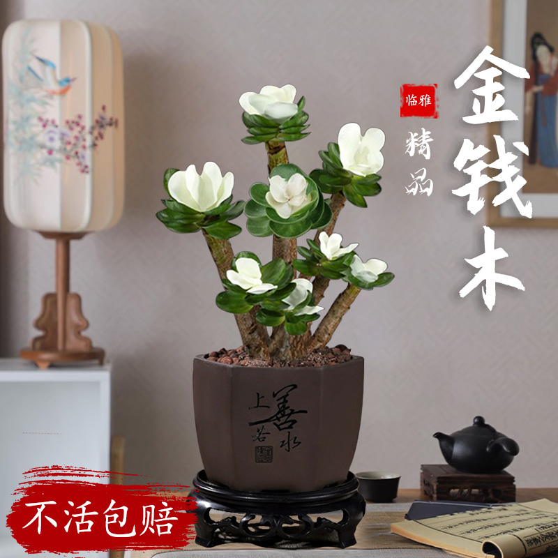 金钱木老桩多肉四季盆栽植物室内好养办公室桌面带盆景开花小绿植
