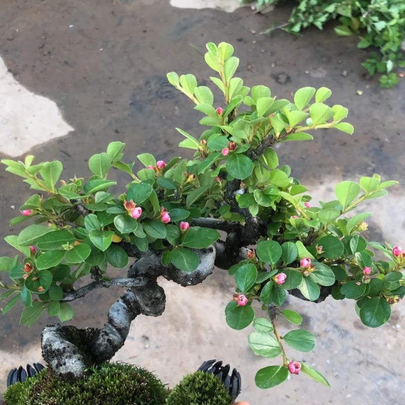 荀子盆景造型独特四季开花结果植物红花耐寒露天室内阳台熟桩绿植