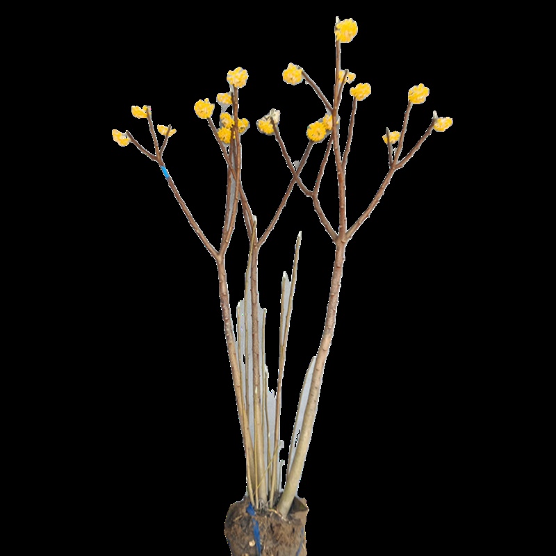 庭院植物结香苗结香花苗结香大小花苗金腰袋打结花梦冬花喜花树苗