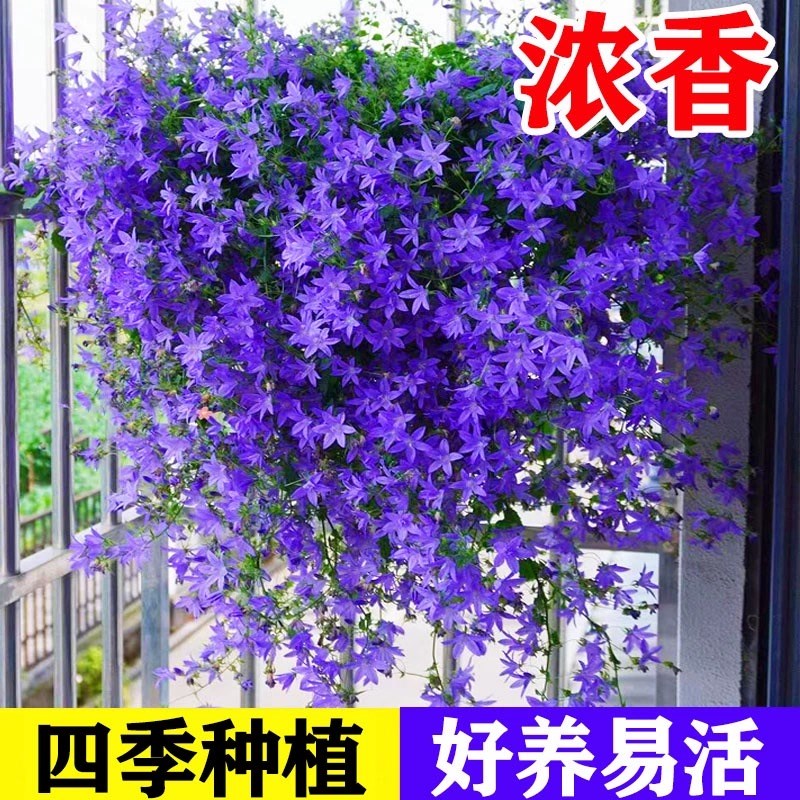 垂吊风铃花种子四季播种开花花籽盆栽花卉室外阳台庭院花种籽子孑