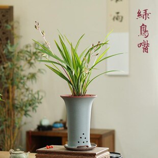 建兰绿鸟嘴兰花国兰四季兰办公室书房客厅桌面贵重浓香兰花草花卉