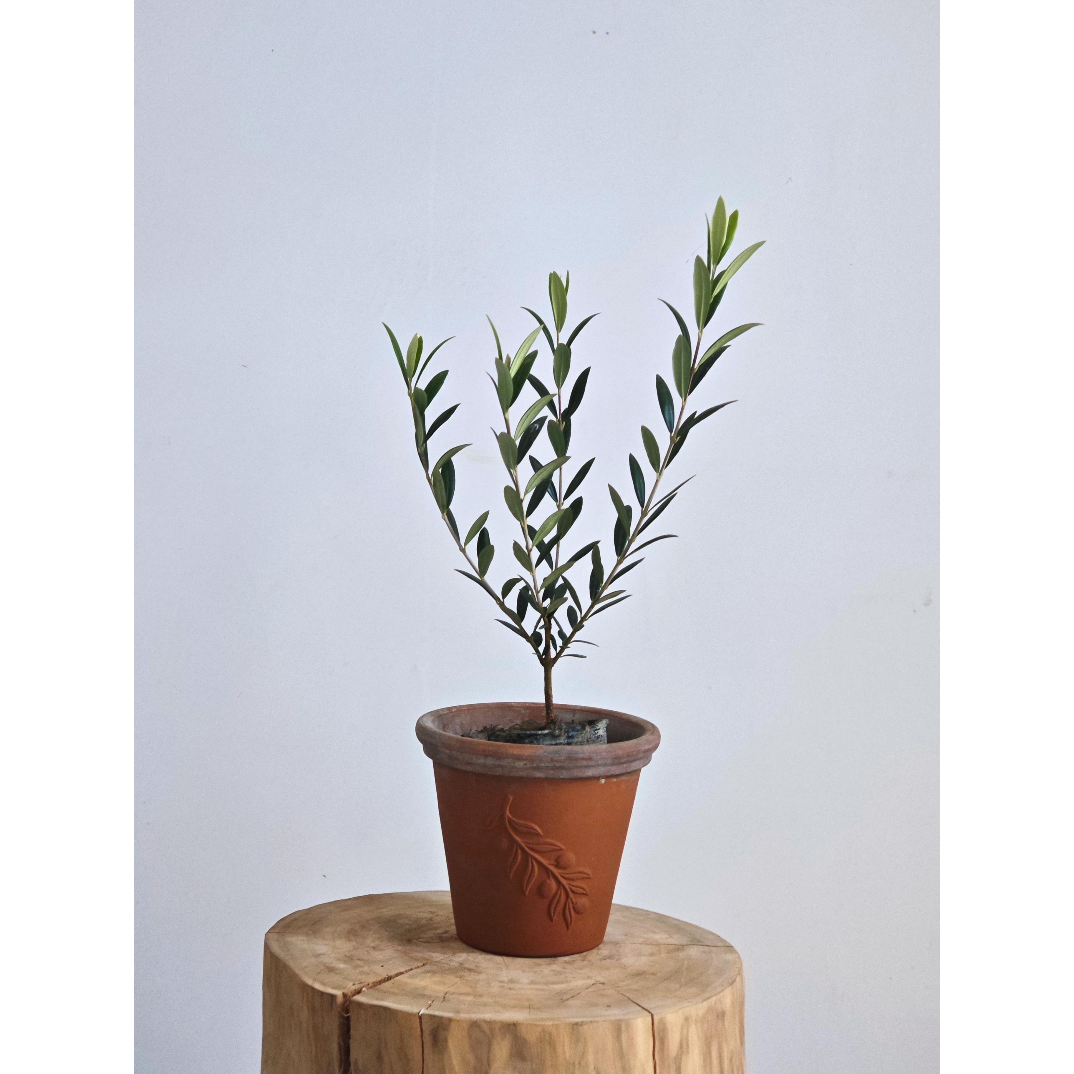 油橄榄树银灰色叶片地中海田园风植物桌面盆栽