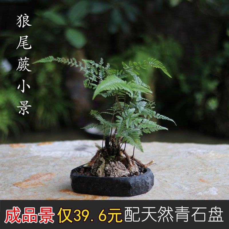 山野雅居 狼尾蕨创意石来运转小景成品发货 办公桌茶桌室内蕨类