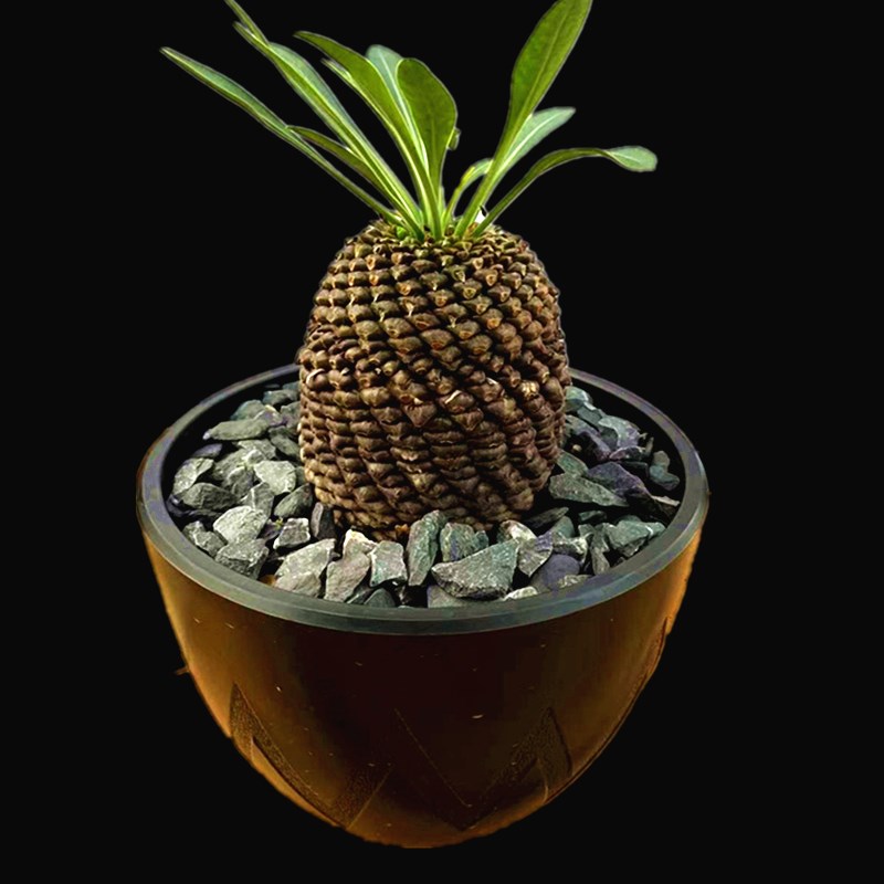 铁甲丸大戟科块根植物一物一拍盆栽绿植办公桌