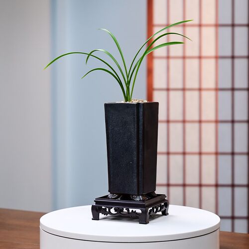 春兰宋梅名贵兰花苗盆栽带花苞四季室内花卉绿植盆栽建兰墨兰蕙兰