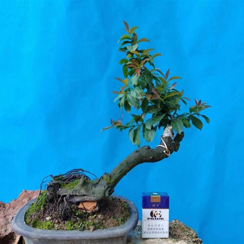 金弹子盆景 金弹子老桩 原盆原土发货 嫁接血红果 原生母桩
