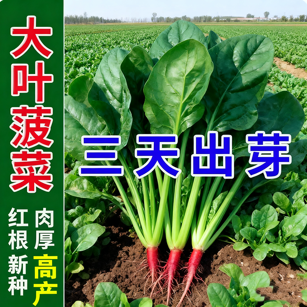 大叶菠菜种子四季耐抽薹红根菠菜籽种子抗病耐热耐寒越冬蔬菜种子,鲜花速递/花卉仿真/绿植园艺,家庭园艺种子,淘宝优惠券,粉丝福利购,淘宝优惠卷