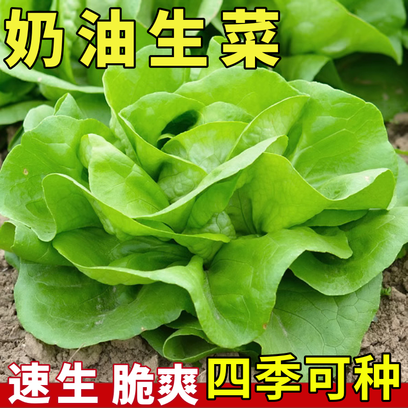 奶油生菜种籽沙拉生菜籽种四季盆栽菜籽农家水培阳台蔬菜种子种孑