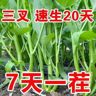 三叉空心菜种籽四季水培蔬菜种子阳台盆栽大叶柳叶叶通心菜苗种孑