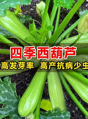 奶油西葫芦种籽可生吃小白瓜籽角瓜种孑熏瓜荨瓜秧苗笋瓜种子大全