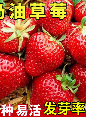 奶油草莓种子四季超甜奶油大果白草莓籽养不死蔬菜耐寒水果种孑苗