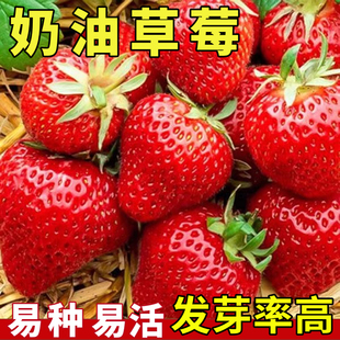 奶油草莓种子四季超甜奶油大果白草莓籽养不死蔬菜耐寒水果种孑苗