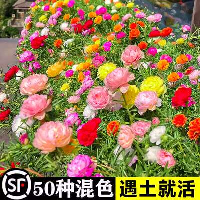 重瓣太阳花种孑花种籽子多色大花四季播种易活室内外观花卉植物苗