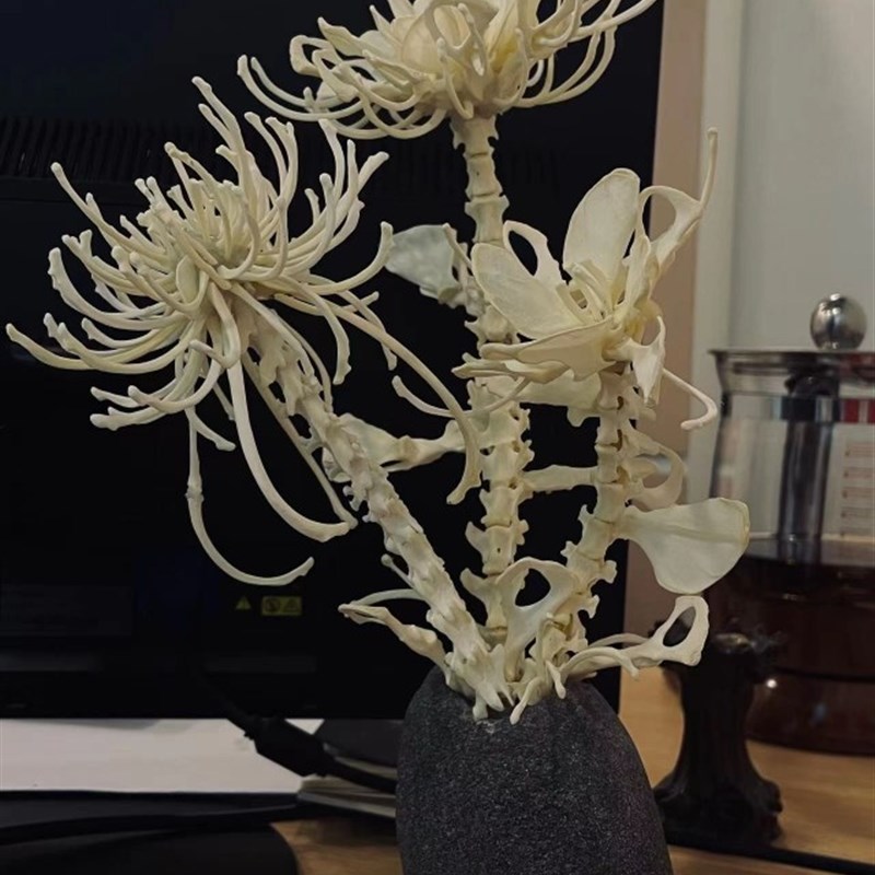 白骨生标彼岸动物骨骼标创意作品骨架手工客厅装饰