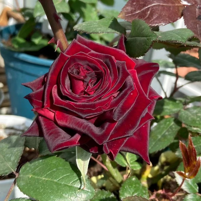 黑魔术月季花苗四季盆栽玫瑰开花特大花藤本花树蔷薇爬藤欧月小苗