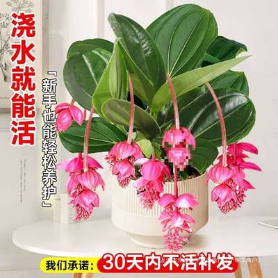 荷兰进口宝莲灯花盆栽带花苞办公室内圆叶名贵花卉绿植物四季