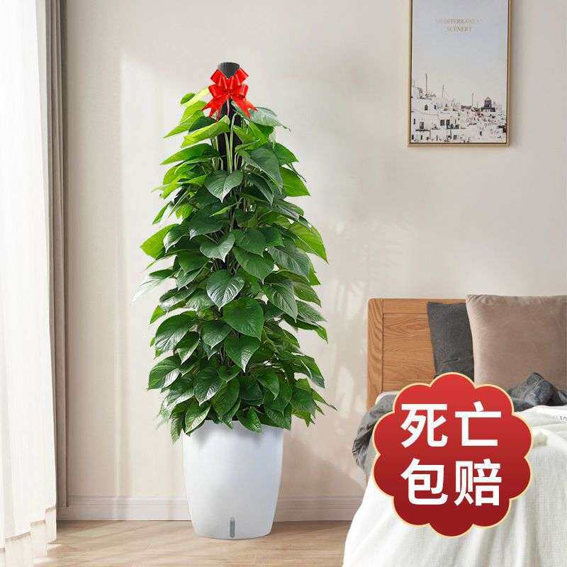 绿植客厅大盆绿箩室内去甲醛植物四季好养易活花卉绿萝柱盆