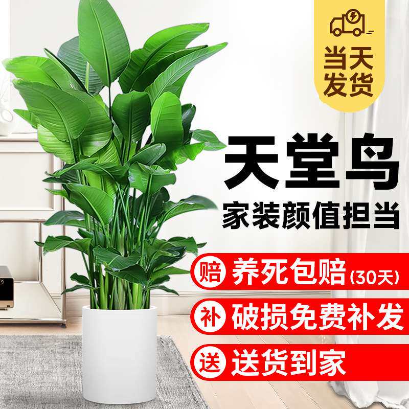 天堂鸟客厅绿植盆栽室内旺宅大型办公室网红植物好养活花卉鹤望兰