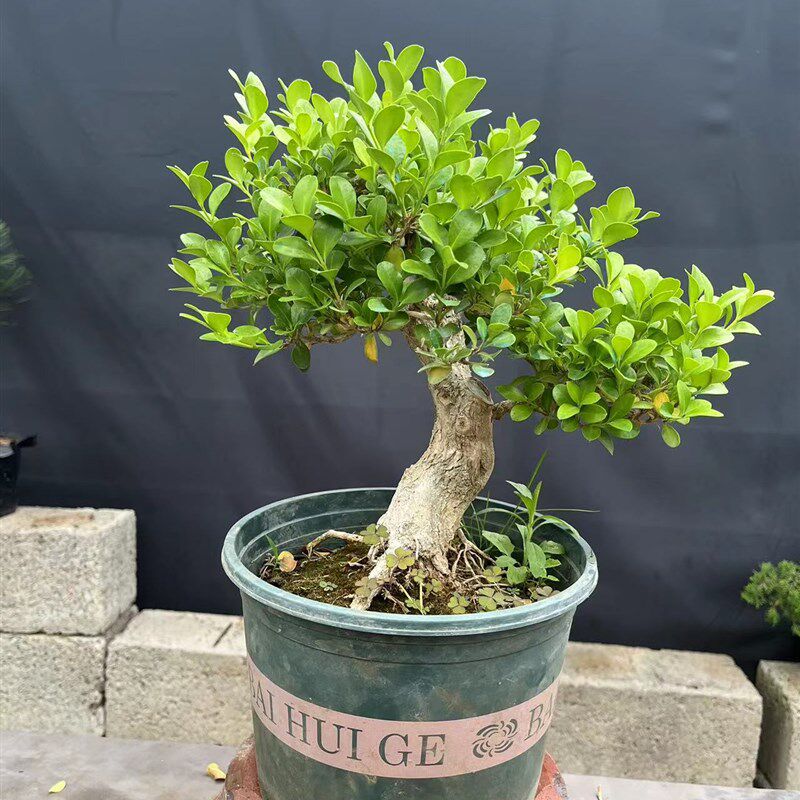 矮霸黄杨盆景小叶瓜子微型精品老桩素材盆栽办公绿植花卉一拍一物