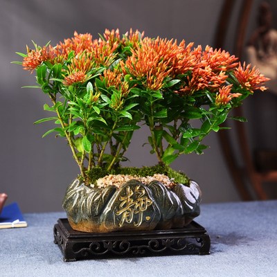 龙船花盆栽绣球花庭院阳台四季开花室内花卉植物带花苞绿植盆景