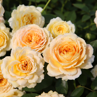 惠惠的花园大花切花月季焦糖古董大花分枝性好耐冲刷阳台庭院盆栽