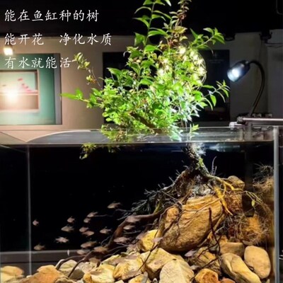 水杨梅植物水培植物和鱼共养水杨梅鱼缸造景水缸造景植物阴性绿植