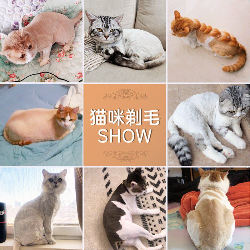 宠物剃毛器电推剪推子给猫咪剪毛电动推毛神器P静音猫毛理发器专