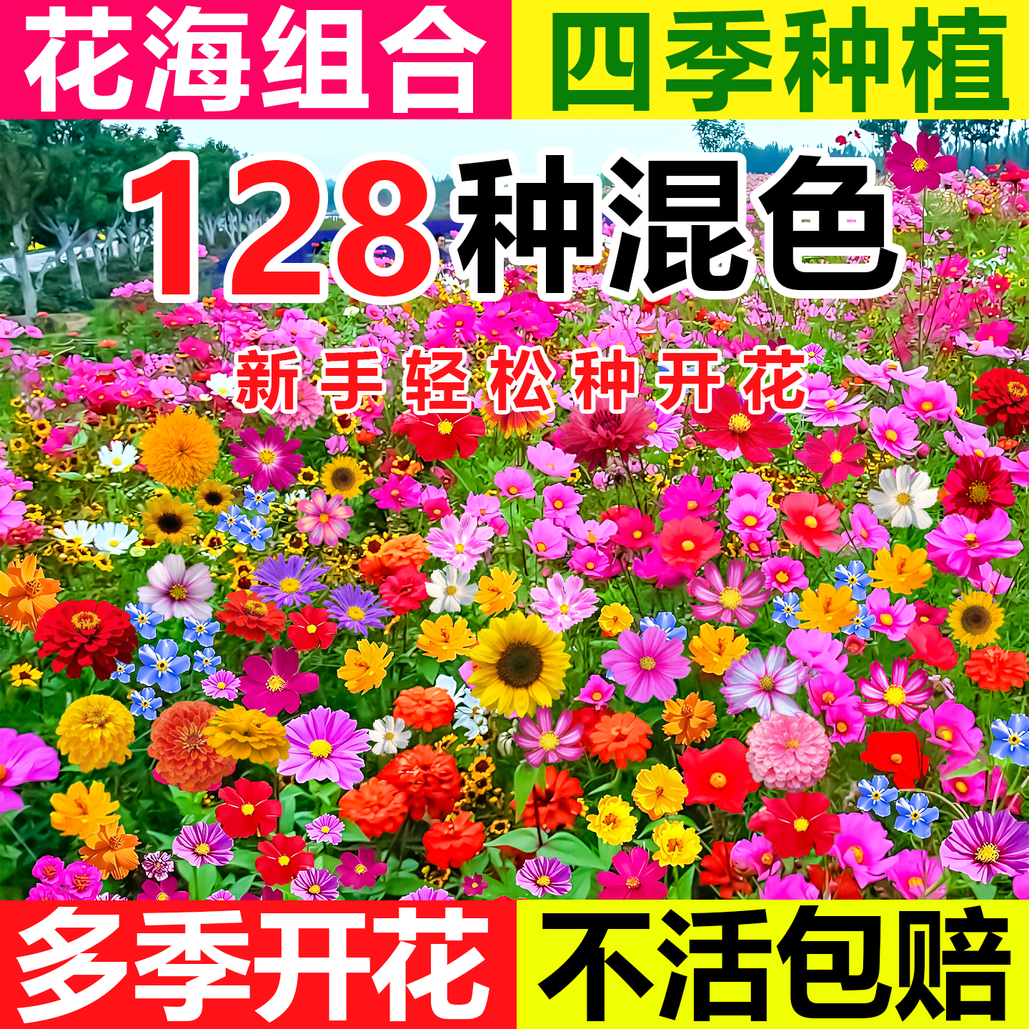 野花组合花种子四季播种开花室外矮生花种籽子庭院格桑花种孑大全