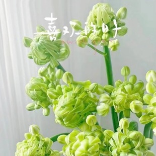 天鹅绒种球伯利恒之星四季播种开花盆栽阳台好养活耐寒虎眼万年青