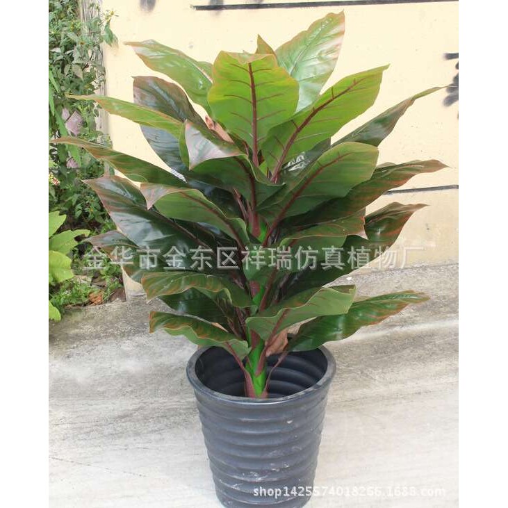 仿真植物树叶室内盆栽象腿蕉叶大美人蕉叶树非洲落地盆景绿萝