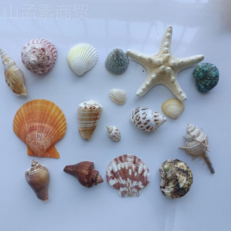 天然贝壳海海螺拍星材料包工摄背手景风EEO铃漂流瓶鱼缸装饰驰兆