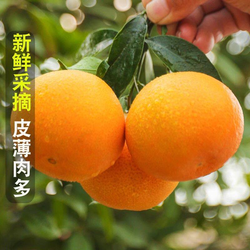 正宗爱媛38号果冻橙子新鲜水果当季柑桔蜜橘子手剥爆汁薄皮大甜