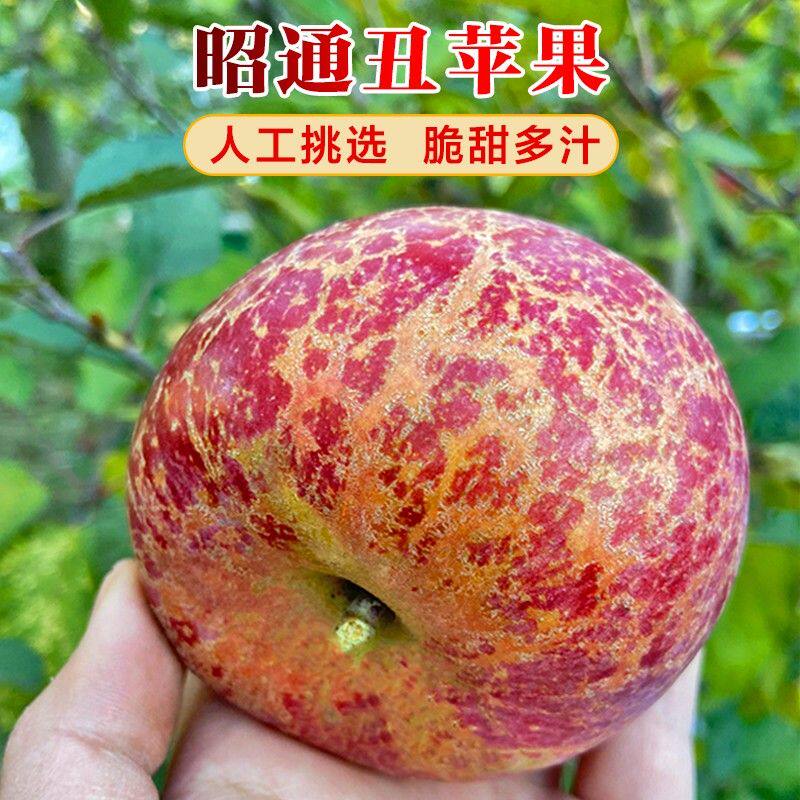 当季正宗云南昭通冰糖心丑苹果新鲜水果果园现摘产地直发脆甜多汁