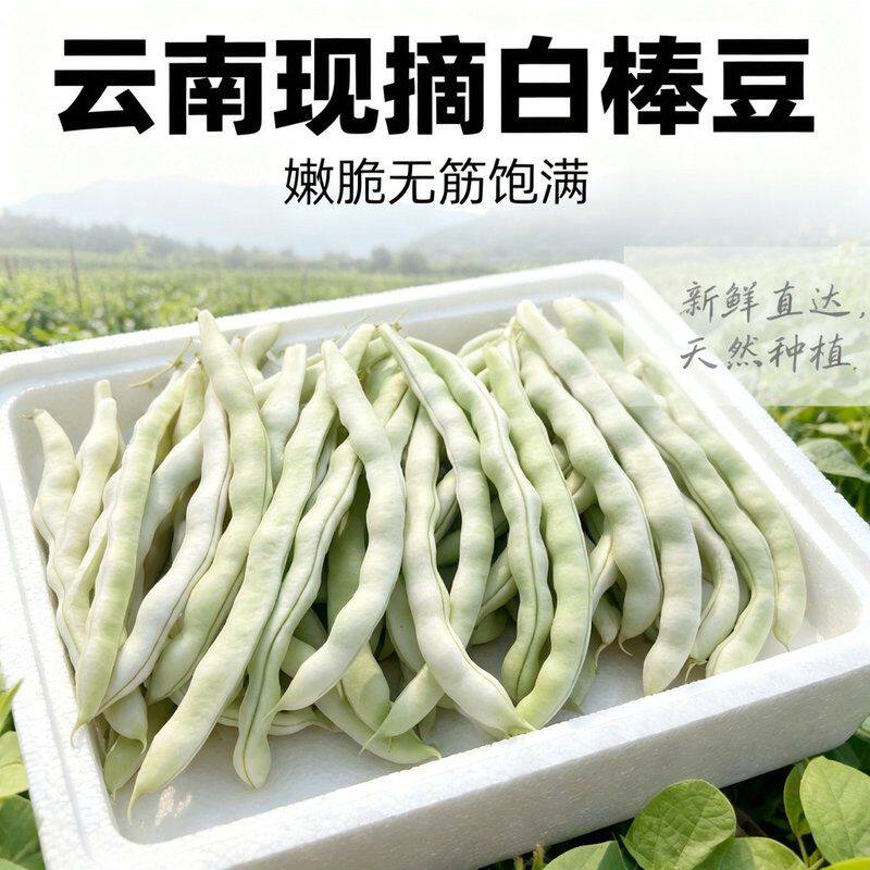 露天种植白棒豆嫩荚饱满清甜爽口无丝豆角新新鲜现摘白不老豆角