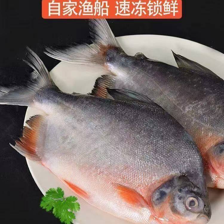 正宗特大大红鲳鱼生鲜平鱼整箱新鲜平鱼鲜活速冻可试吃一条