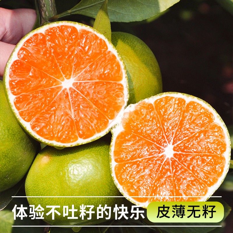 【树上自然熟】宜昌无籽蜜桔青皮橘子酸甜多汁应季新鲜水果整箱包