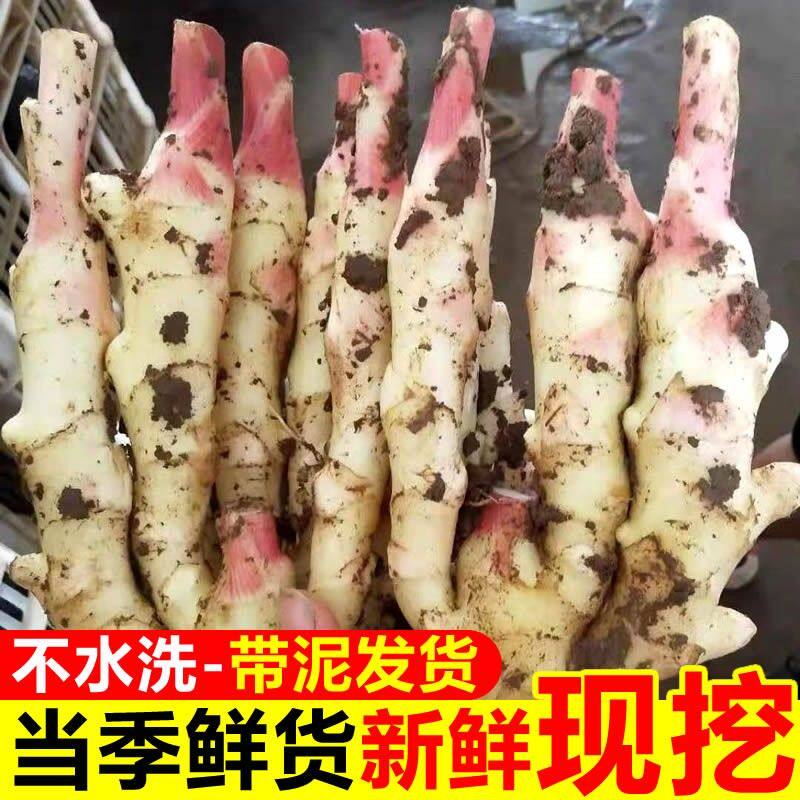 新鲜现挖山东红芽嫩姜可腌制泡姜的鲜嫩子姜仔姜生姜脆嫩
