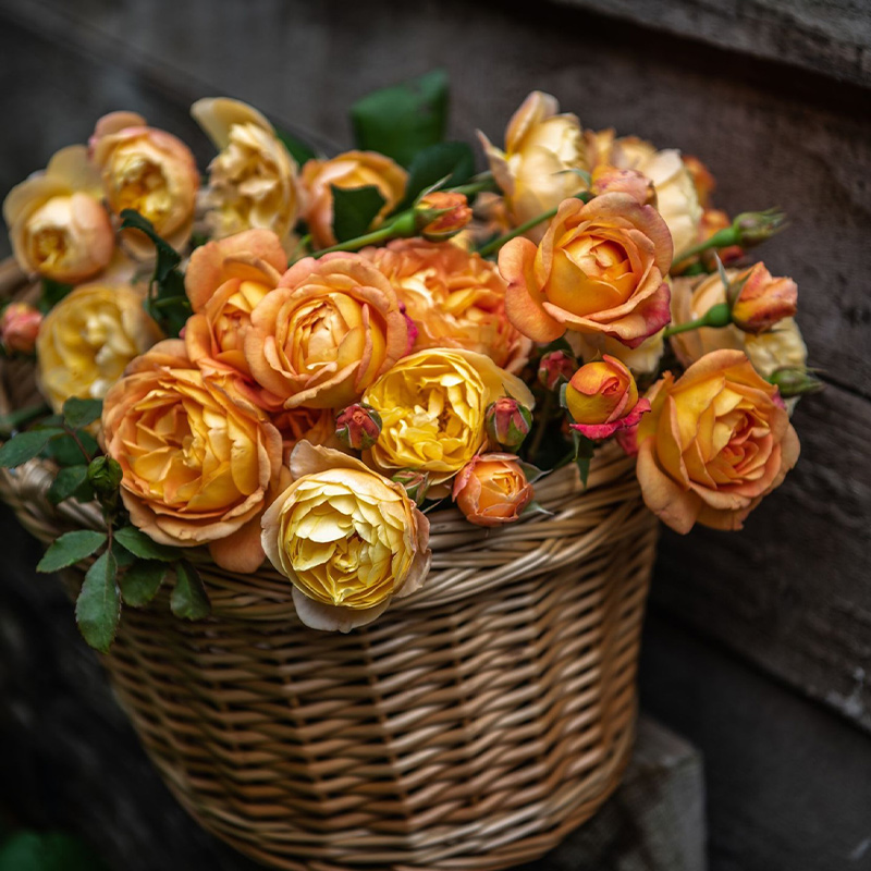 种花王大爷 月季花苗盆栽玫瑰阳台庭院四季花卉植物果汁阳台蓝色