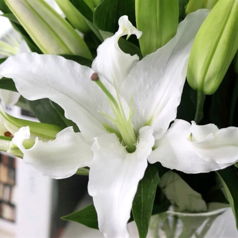 云南香水白百合鲜花多头西伯利亚百合鲜花云南直发空运鲜花花束