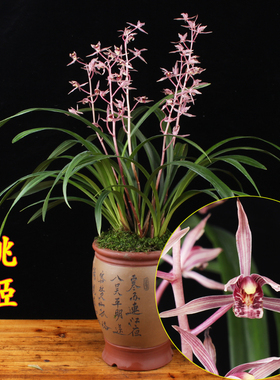 兰花墨兰 桃姬 红花浓香花苞室内绿植好养名贵四季植物盆栽兰草