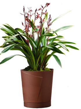 金鸟嘴金边墨兰兰花苗盆栽兰草名贵浓香花苞室内阳台好养花卉绿植